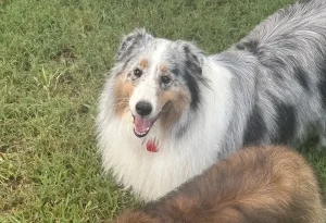 Casey